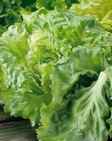 Lettuce Batavia Blonde De Paris seeds (Lactuca sativa) – annual vegetable