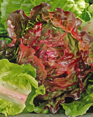Rouge Grenobloise salat frø (Lactuca sativa) – etårig grøntsag
