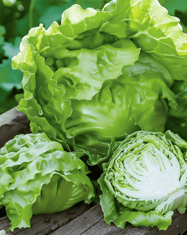 Isbergsalat frø Great Lakes 118 Lactuca Sativa etårig sprød hoved