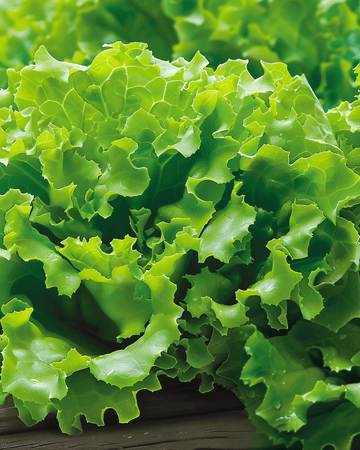 Salanova salat Vicinity-frø (Lactuca sativa) – etårig grøntsag