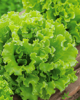 Salat Lollo Bionda frø Lactuca sativa ettårig