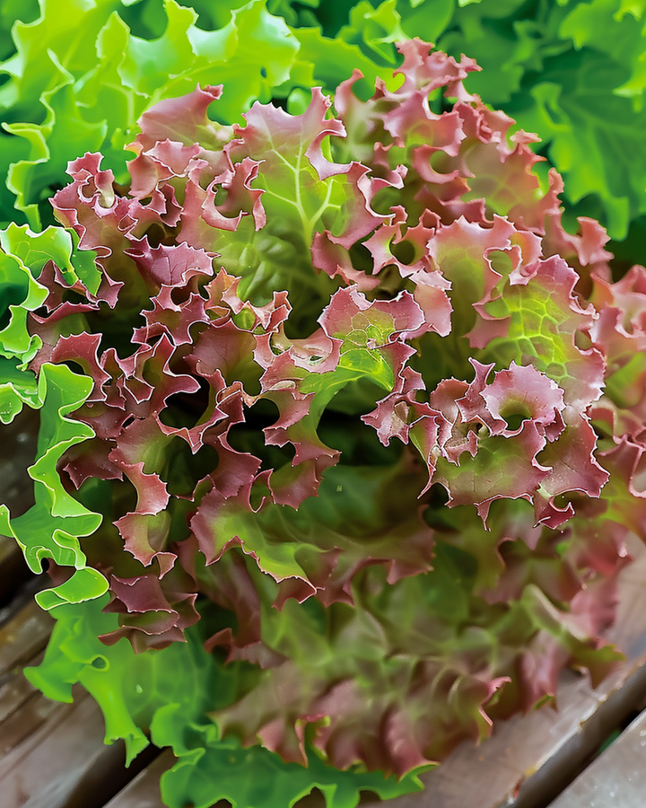 Lollo Rossa salat rødt blad frø (Lactuca sativa) – enårigt grøntsag
