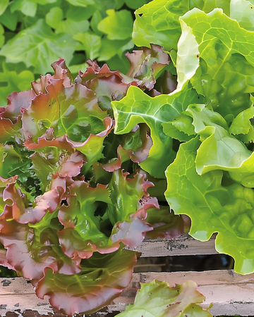 Pluksalat Amerikaanse Roodrand frø (Lactuca sativa) – etårig grøntsag