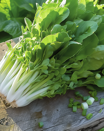 Bladlækkesalat Witte Dunsel frø (Lactuca sativa) – etårig grøntsag