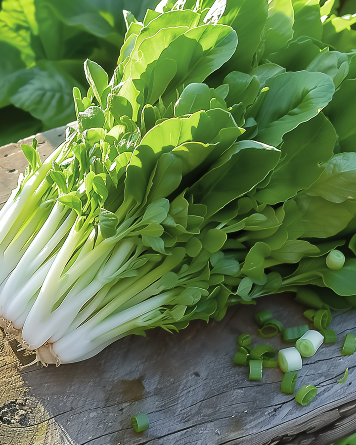 Bladlækkesalat Witte Dunsel frø (Lactuca sativa) – etårig grøntsag