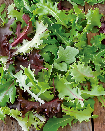 Mixed French Salad frø (Lactuca sativa) – etårig blanding