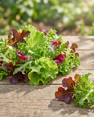 Mixed French Salad (Lactuca sativa) – etårig blandingsfrø fra SeedsChoice