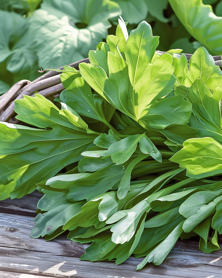 Feldsalat Grote Noordhollandse frø (Valerianella locusta) – etårig grønsag