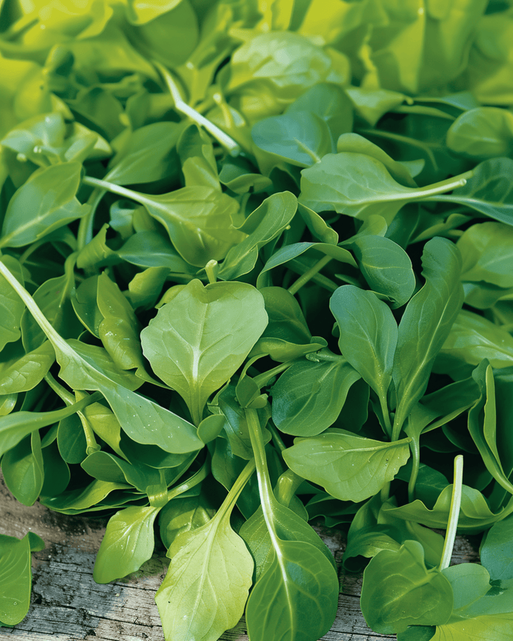 Corn Salad Verte A Coeur Plein 2 frø (Valerianella locusta) – etårig grøntsag