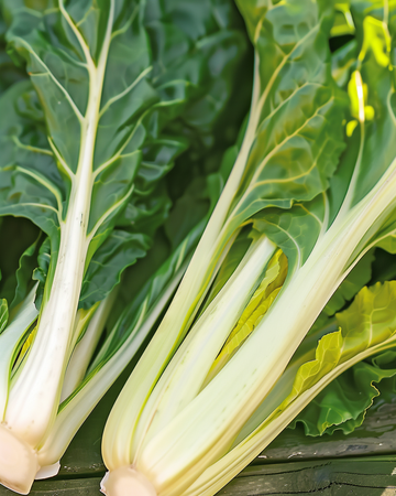 Mangold Blonde A Carde Blanche frø (Beta vulgaris) – etårig grøntsag