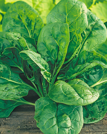 Spinat Amsterdams Reuzenblad 15g frø (Spinacia oleracea) – etårig grøntsag