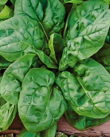 Spinatfrø Viroflex Giant White (Spinacia oleracea) – enårig grøntsag