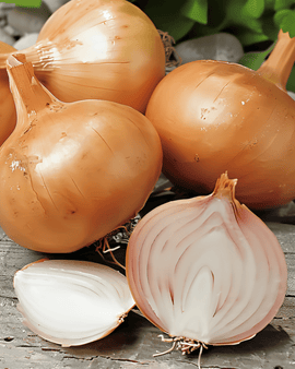 Skalotteløg frø Creation F1 Allium cepa enårig