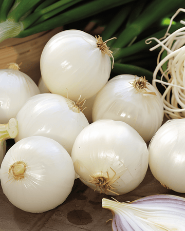 Pickling Onion De Barletta seeds (Allium cepa) – annual vegetable