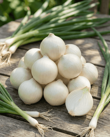 Pickling Onion De Barletta (Allium cepa) – annual vegetable seeds from SeedsChoice