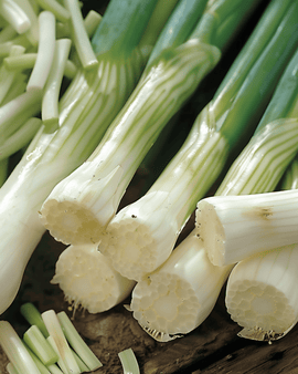 Forårsløgfrø Long White Ishikura Allium fistulosum etårig