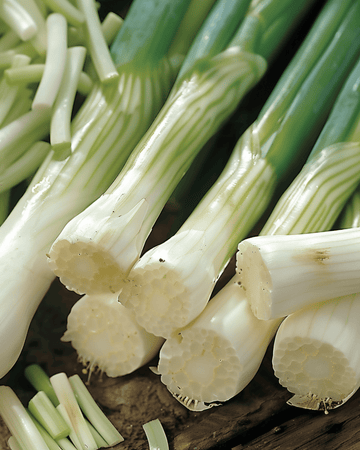 Forårsløgfrø Long White Ishikura (Allium fistulosum) – etårig grøntsag