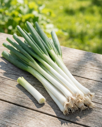 Forårsløg Long White Ishikura (Allium fistulosum) – etårige grøntsagsfrø fra SeedsChoice