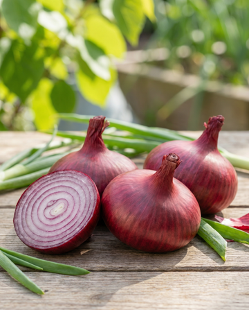 Noordhollandse Bloedrode løg (Allium cepa) – etårige grøntsagsfrø fra SeedsChoice