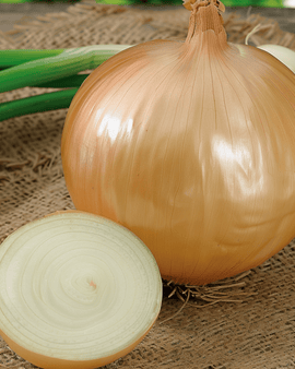 Frø til stor løg Ailsa Craig Allium cepa etårig