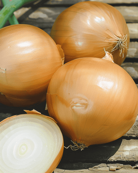 Løgfrø Hyskin F1 Allium cepa etårig hybridsortering