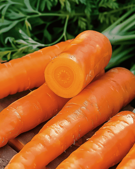 Gulerod Amsterdam 2 frø Daucus carota etårig sort