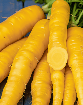 Fodergulerodfrø Jaune De Doubs Daucus carota etårig