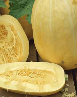 Spaghetti Squash frø Cucurbita Pepo – etårig grøntsagssort