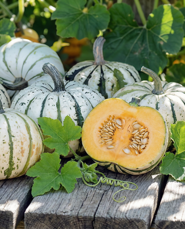 Sweet Dumpling vintergrøn squash (Cucurbita pepo) – etårige grøntsagsfrø fra SeedsChoice