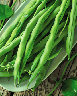Buskbønnefrø Domino Phaseolus Vulgaris etårig 25g