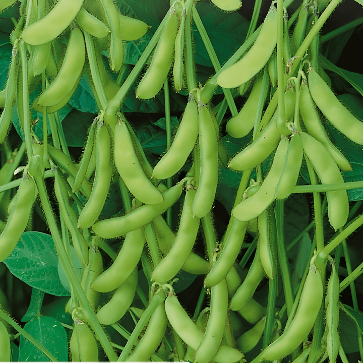 Edamame Soybean Green Shell seeds (Glycine max) – annual vegetable