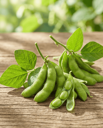 Edamame sojabønne grøn bælg (Glycine max) – ettårig grønsagsfrø fra SeedsChoice