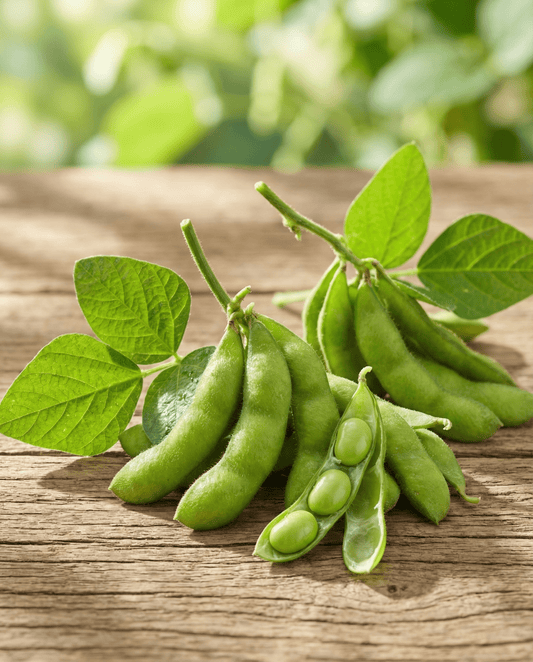 Edamame Soybean Green Shell (Glycine max) – annual vegetable seeds from SeedsChoice