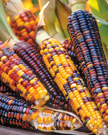 Prydmajs Little Jewels dekorative kolber frø (Zea mays) – etårigt grøntsagsfro