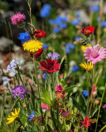 Engblomsterblanding 50g hjemmehørende vildblomstermix – frø til ettårige blomster