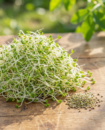 Alfalfa spiring 250g grøntsager (Medicago sativa) – økologiske spiringsfrø fra SeedsChoice