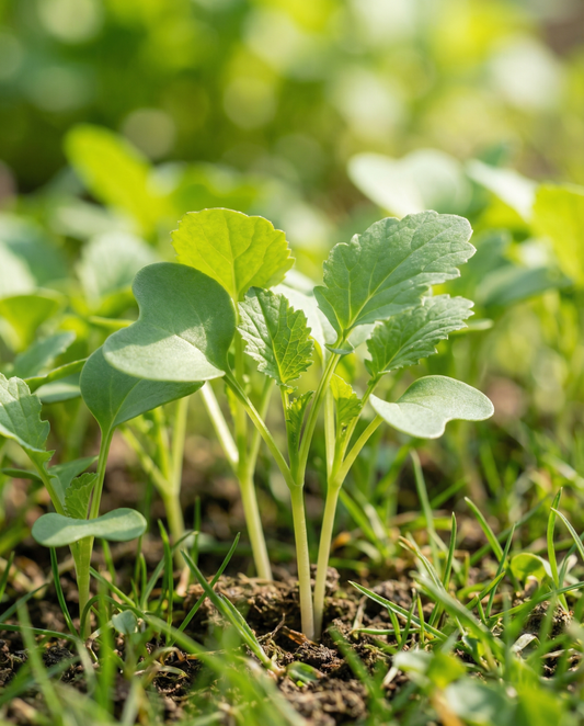 Spiresennep 250g (Sinapis alba) – økologiske spirefrø fra SeedsChoice