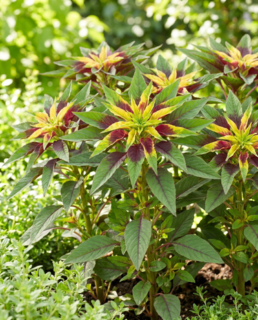 40 cm frø (Amaranthus tricolor) – etårig