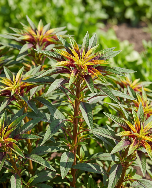 40cm (Amaranthus tricolor) – annual seeds from SeedsChoice