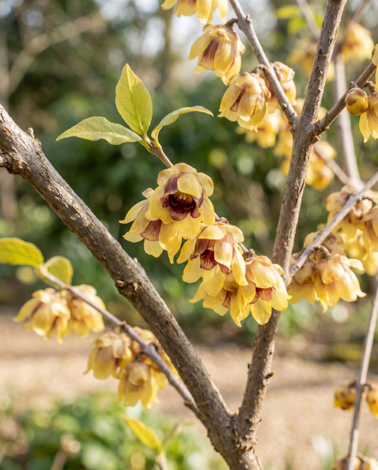 Vinterkvæde vinterblomstre busk (Chimonanthus praecox) – blomsterfrø fra SeedsChoice