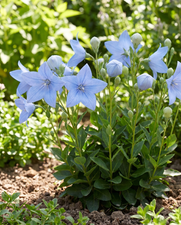 Balloon (Platycodon grandiflorus) – perennial flower seeds from SeedsChoice