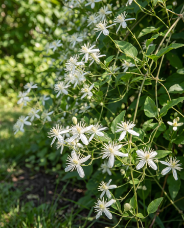 Climber Vine-frø (Clematis vitalba) – flerårig klatreplante