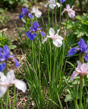Siberian Mix (Iris sibirica) – flerårige blomsterfrø fra SeedsChoice