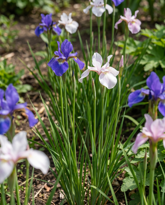 Siberian Mix (Iris sibirica) – perennial flower seeds from SeedsChoice