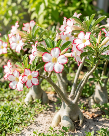 Ørkenrose blomstrende sukulent (Adenium obesum) – blomsterfrø fra SeedsChoice