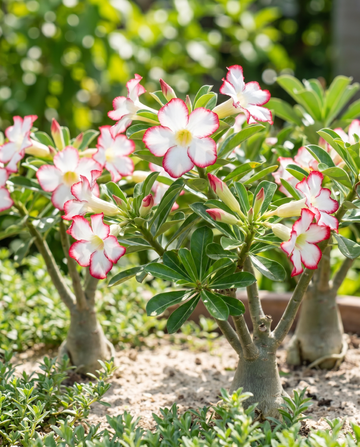 Ørkenrose blomstrende sukulent frø (Adenium obesum) – blomst