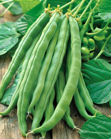 Pralbønne Emergo Stringless 100g frø (Phaseolus coccineus) – enårig grøntsag