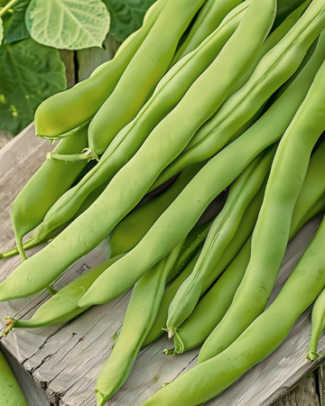 Buskbønne Admires frø (Phaseolus vulgaris) – etårig grøntsag