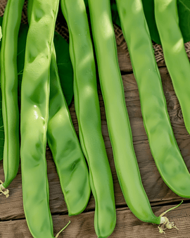 Stangbønnefrø Neckarkönigin Phaseolus Vulgaris etårig 100g