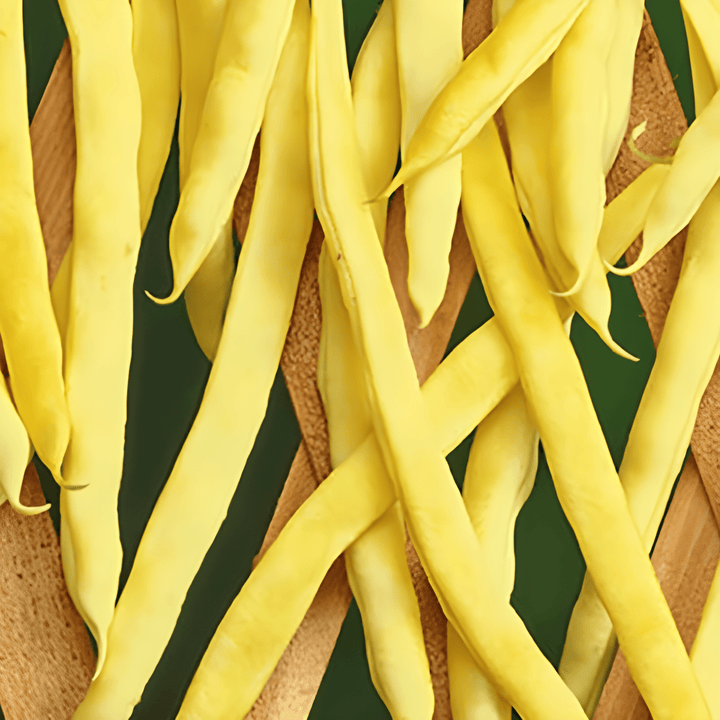 Klatrende bønne Neckargold 100g frø (Phaseolus vulgaris) – etårig klatreplante